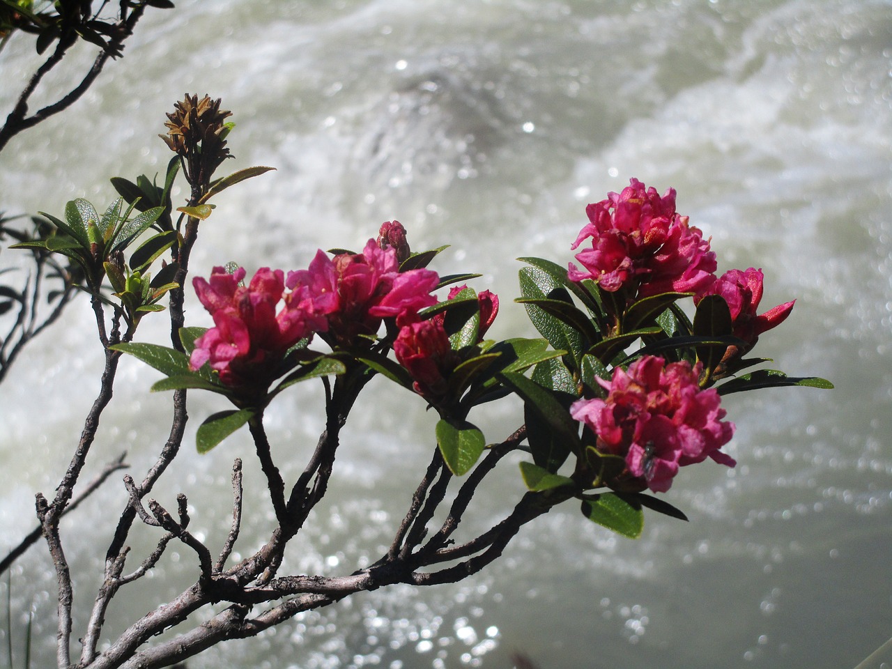 flower nature plant free photo