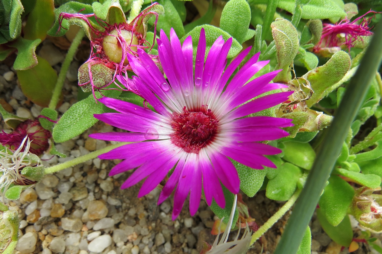 flower plant nature free photo