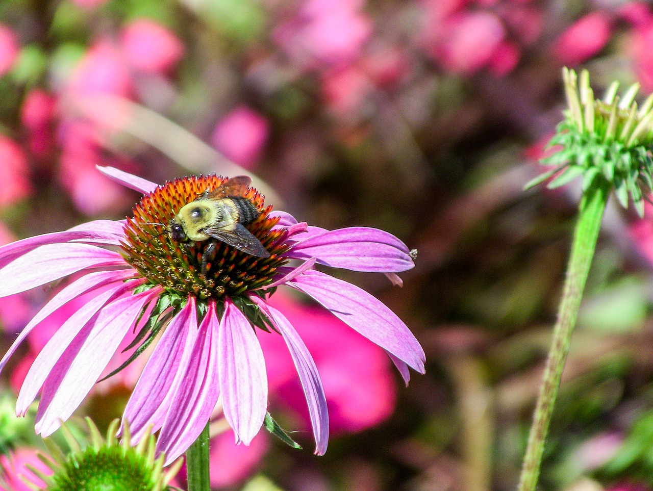 flower nature flora free photo