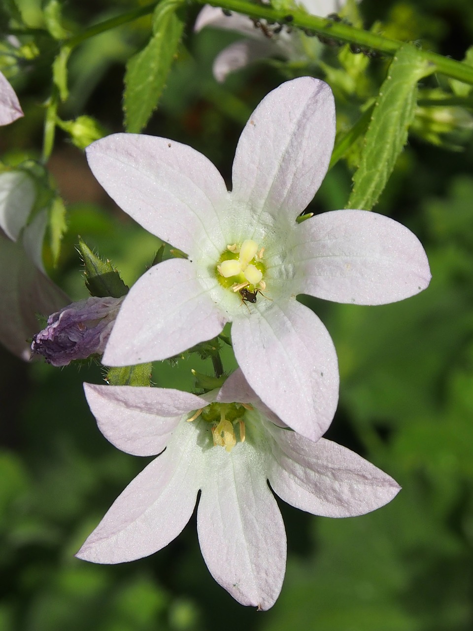 flower summer garden free photo