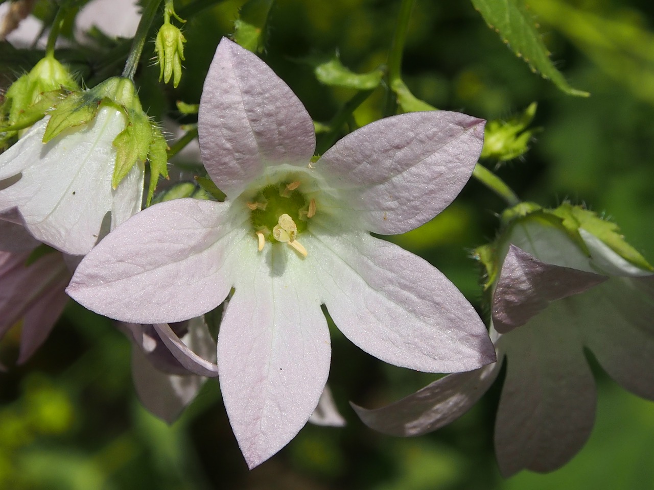 flower summer garden free photo