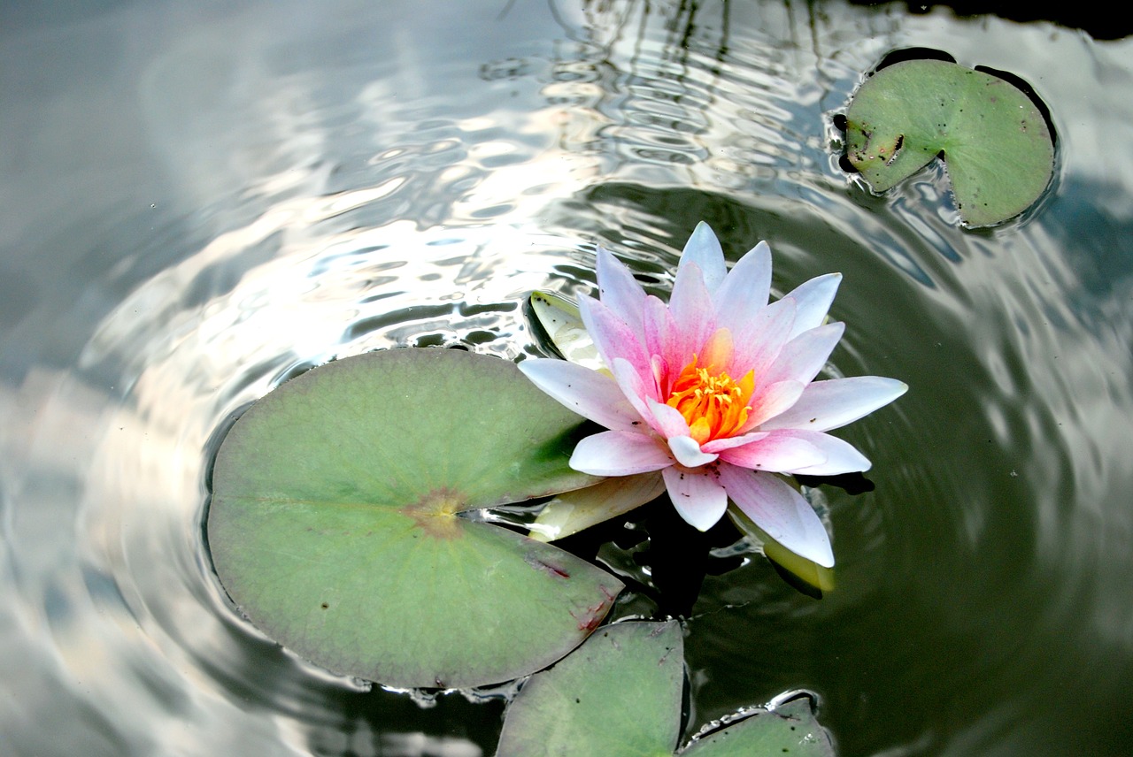 flower lotus plant free photo