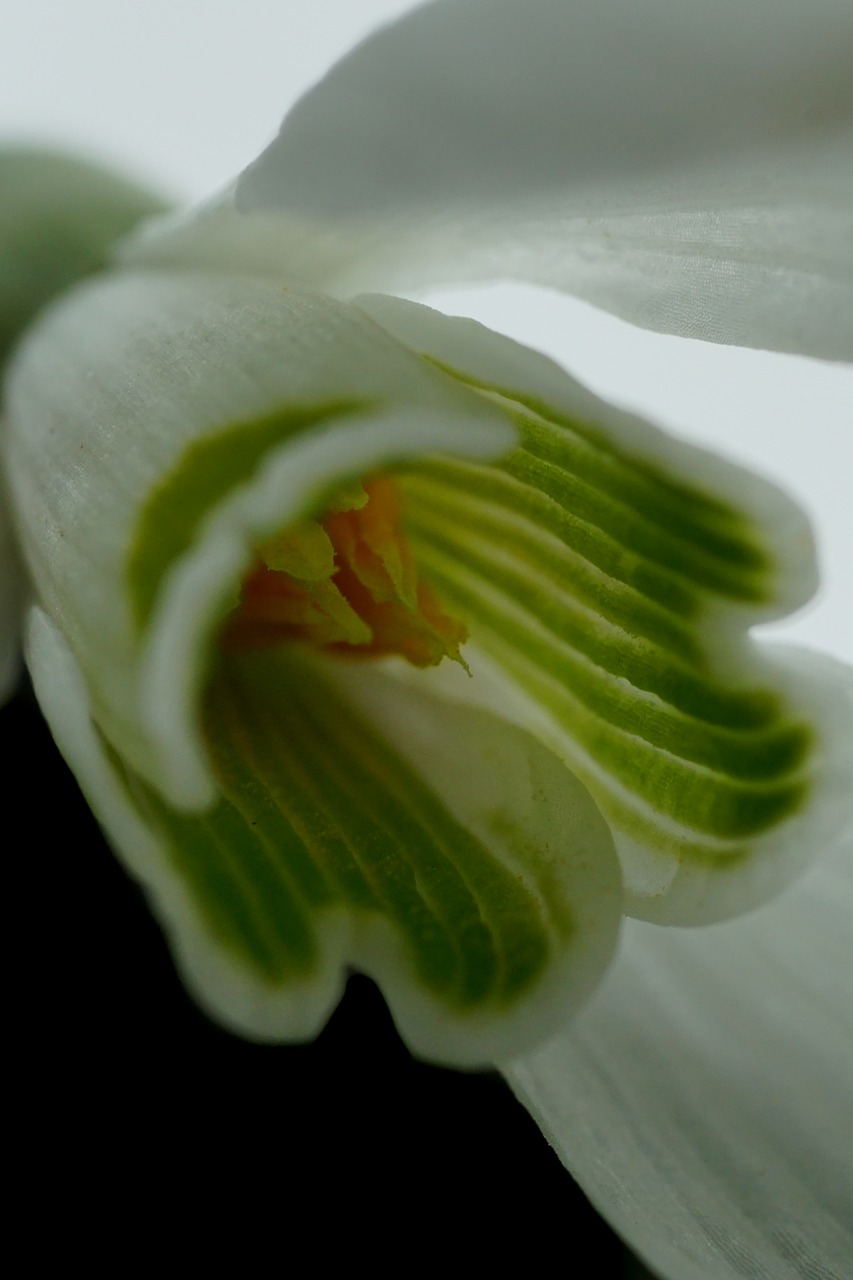 flower snowdrop close free photo