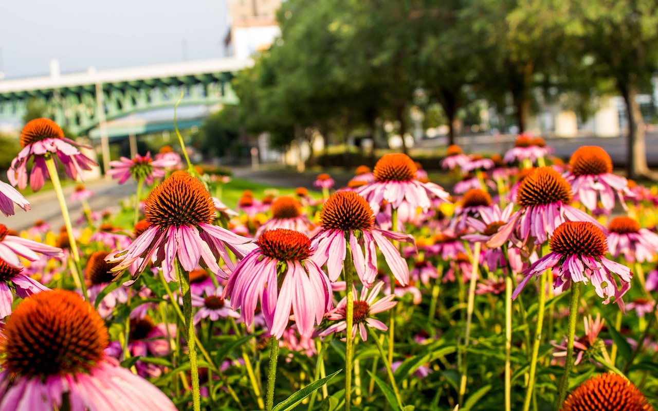 flower nature flora free photo