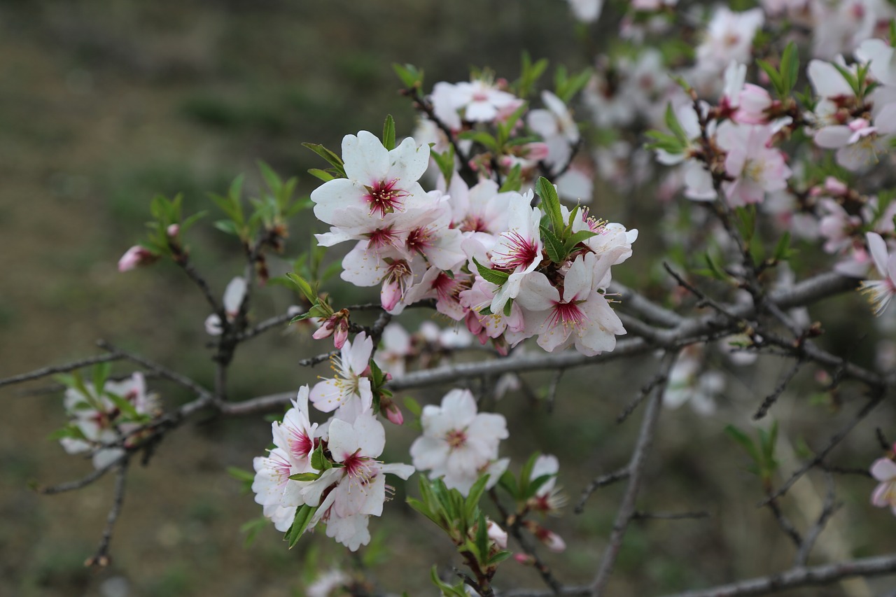 flower tree plant free photo