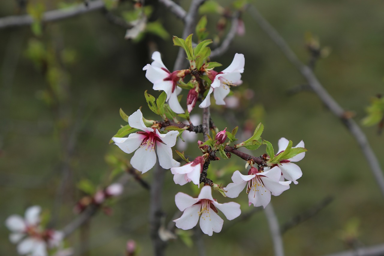 flower tree nature free photo