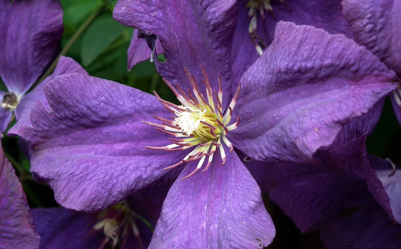 flower clematis nature free photo