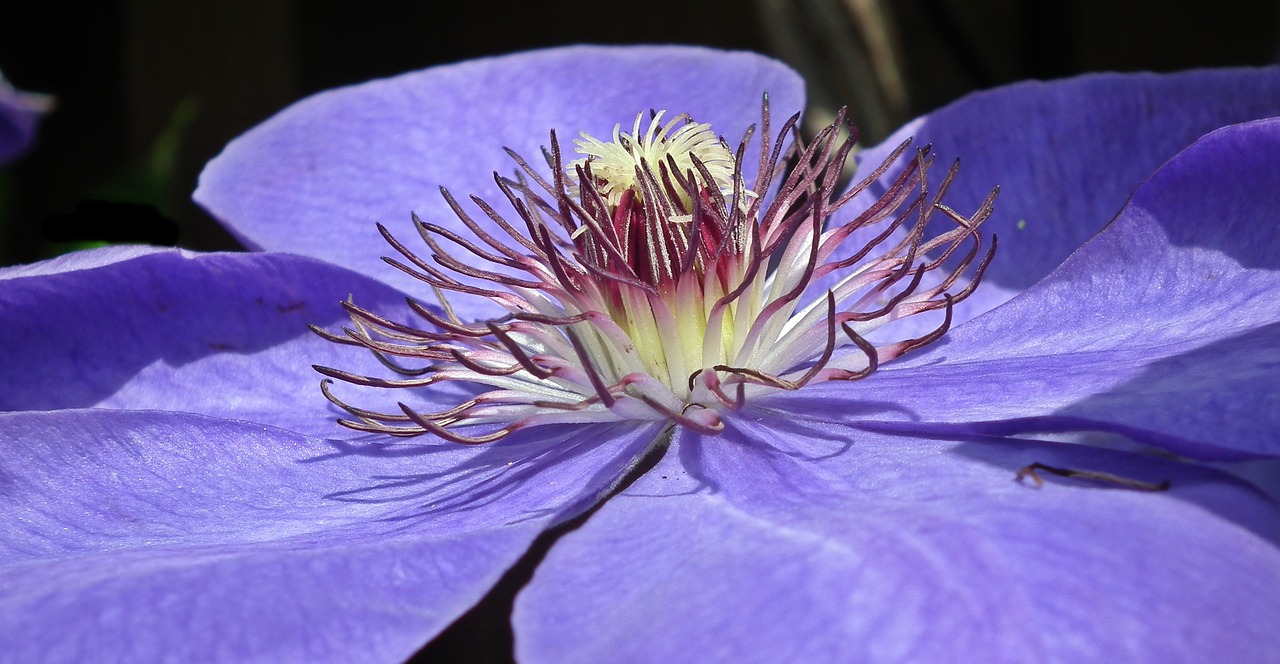 flower clematis blue free photo