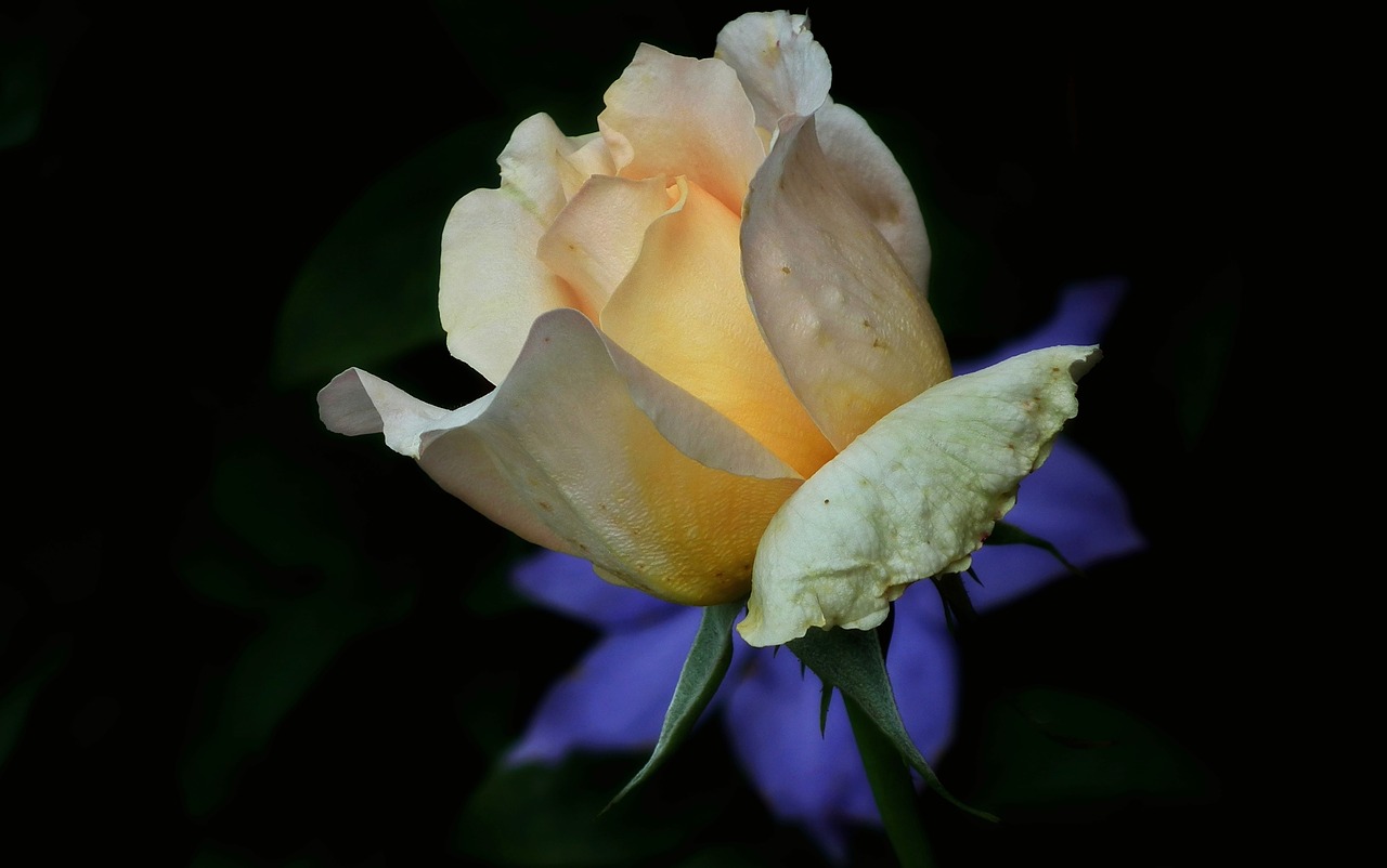 flower rose tea free photo