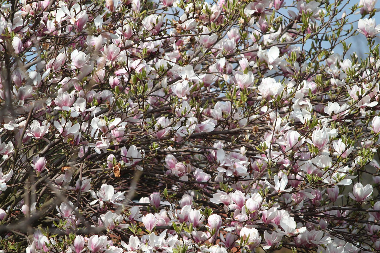 flower tree branch free photo