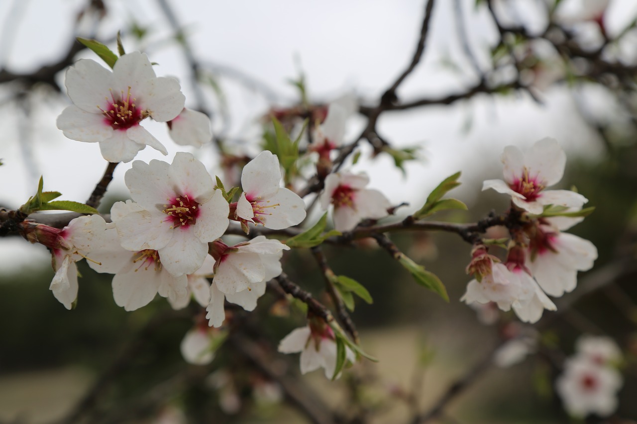 flower almond tree free photo