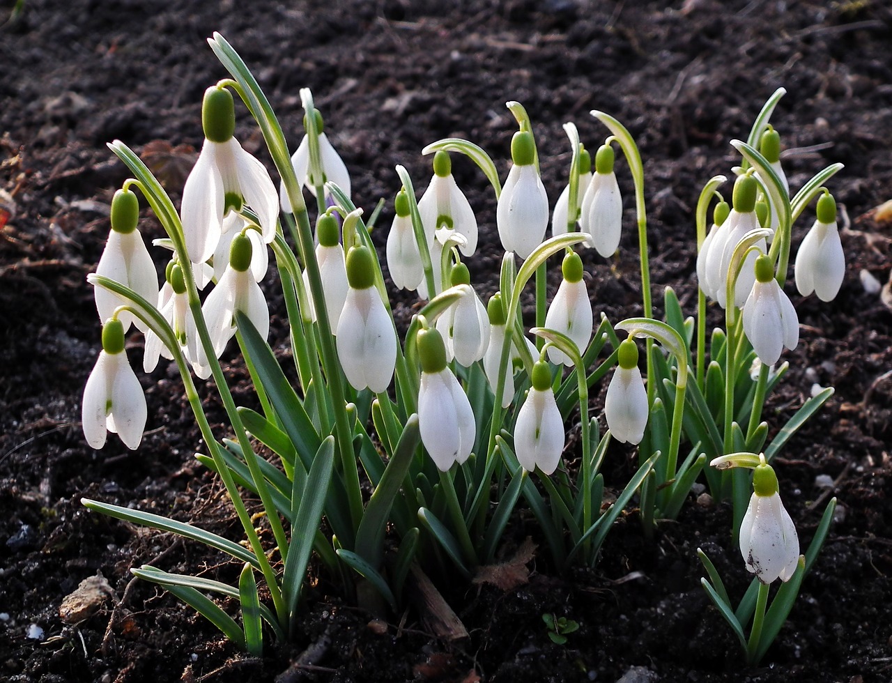 flower snowdrops spring free photo