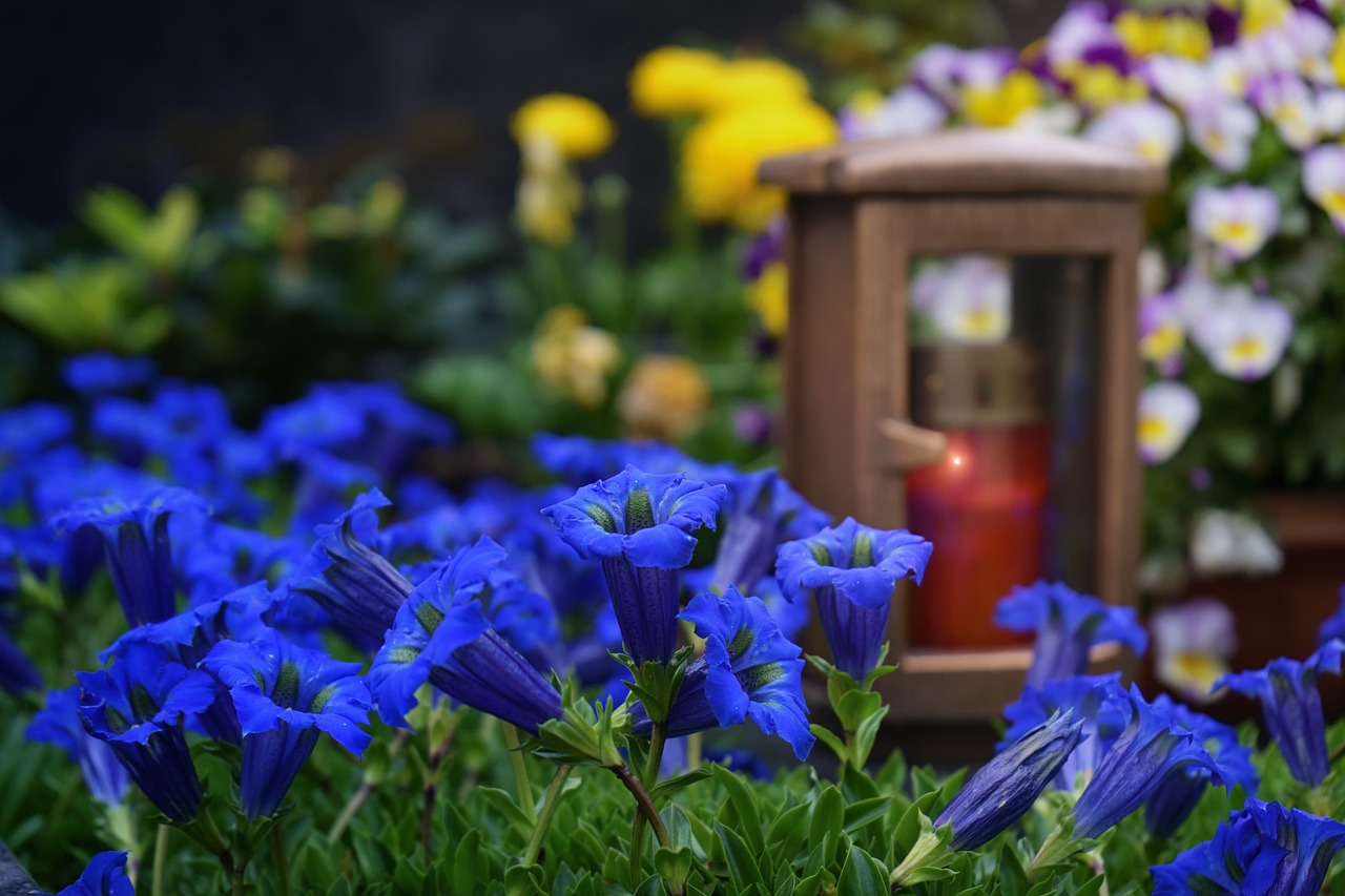 flower cemetery mourning free photo