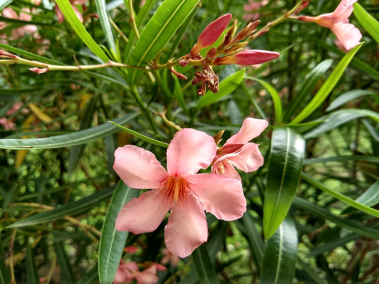 flower nature plant free photo