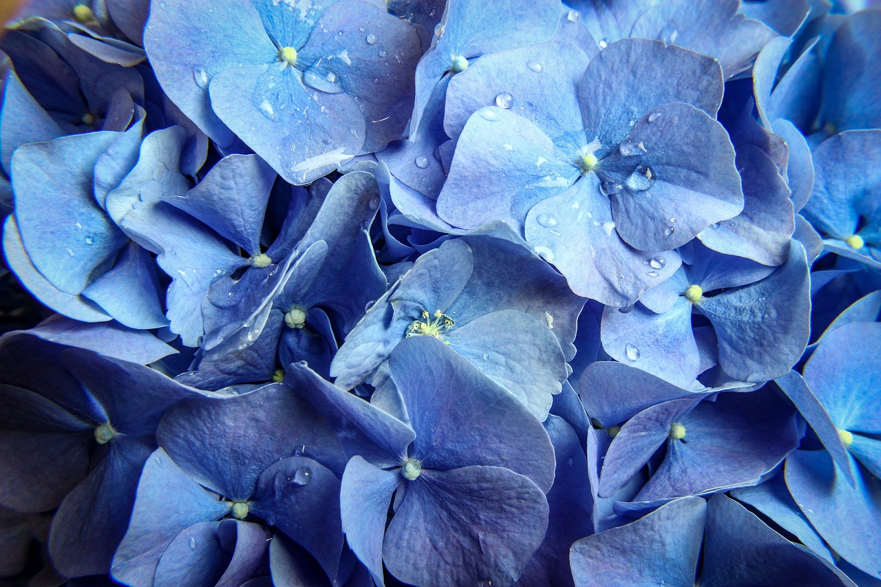 Дымчато голубые цветы