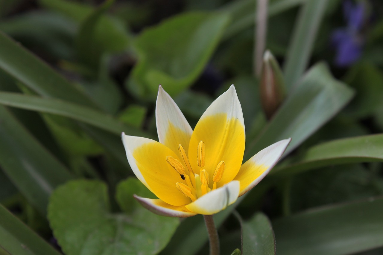 flower green nature free photo