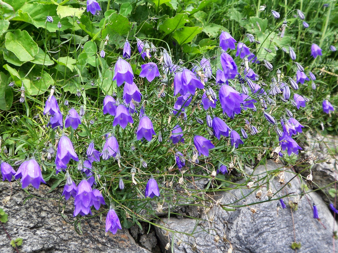 flower plant garden free photo