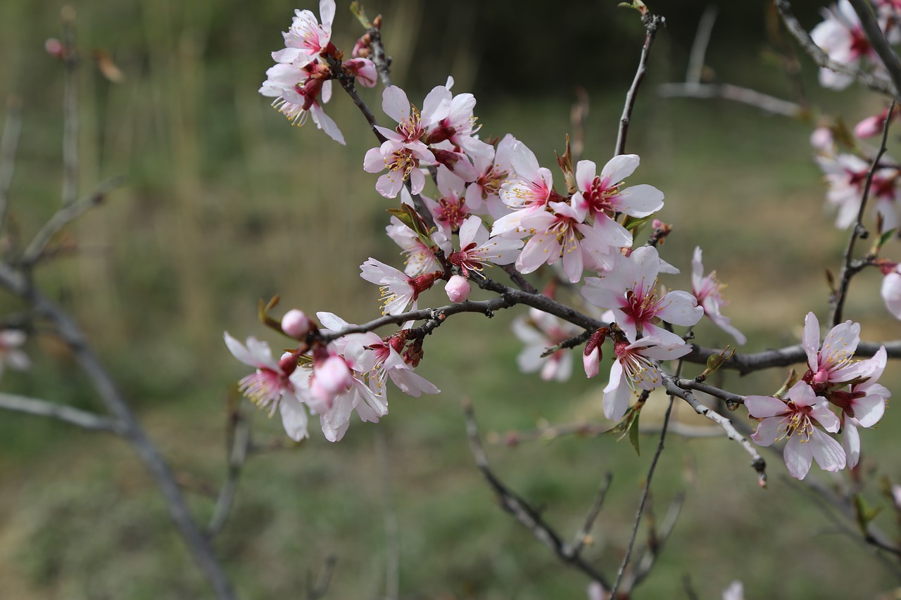 flower tree plant free photo