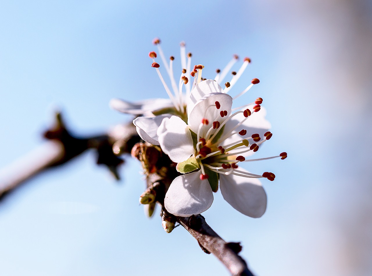 flower tree cherry wood free photo