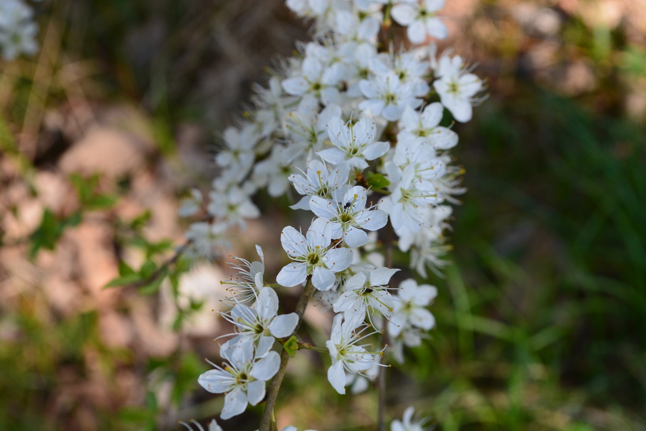 flower nature plant free photo