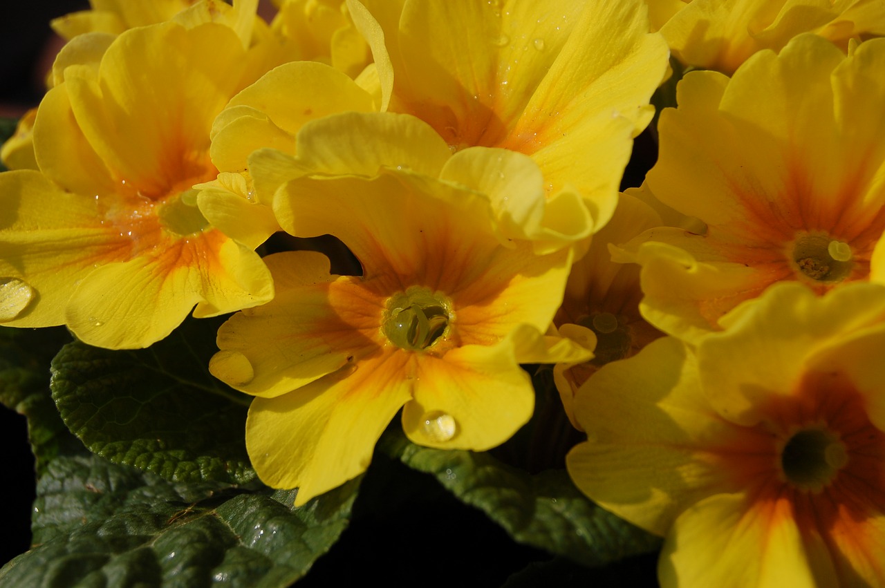 flower nature cowslip free photo