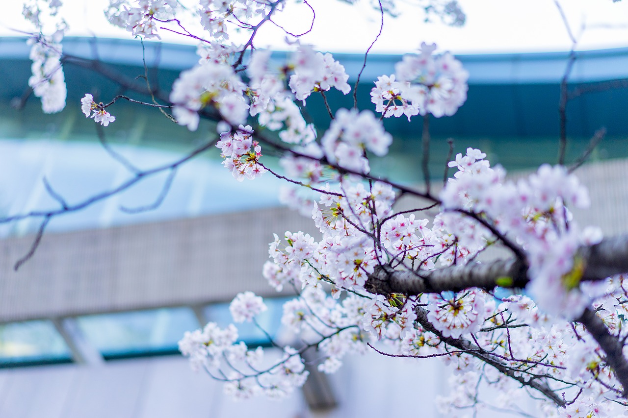 flower branch season free photo