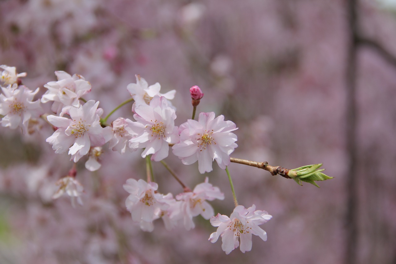 flower flora nature free photo