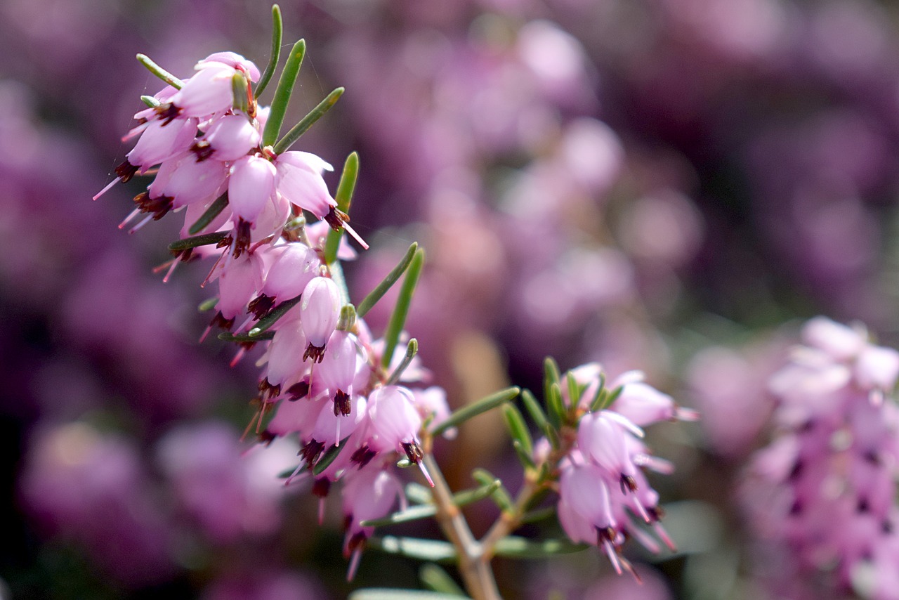 flower nature outdoors free photo