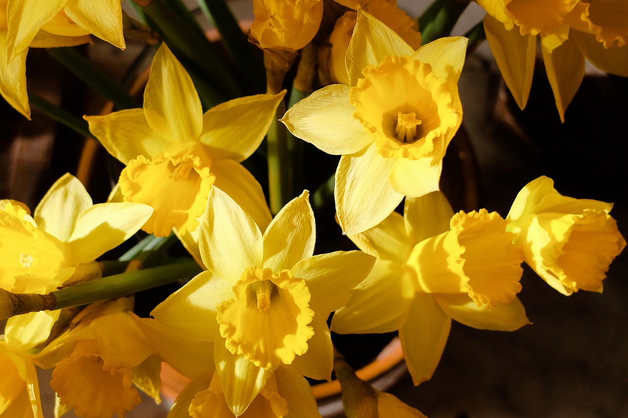 flower,flora,nature,yellow,daffodils,jonquille,colorful,free pictures, free...