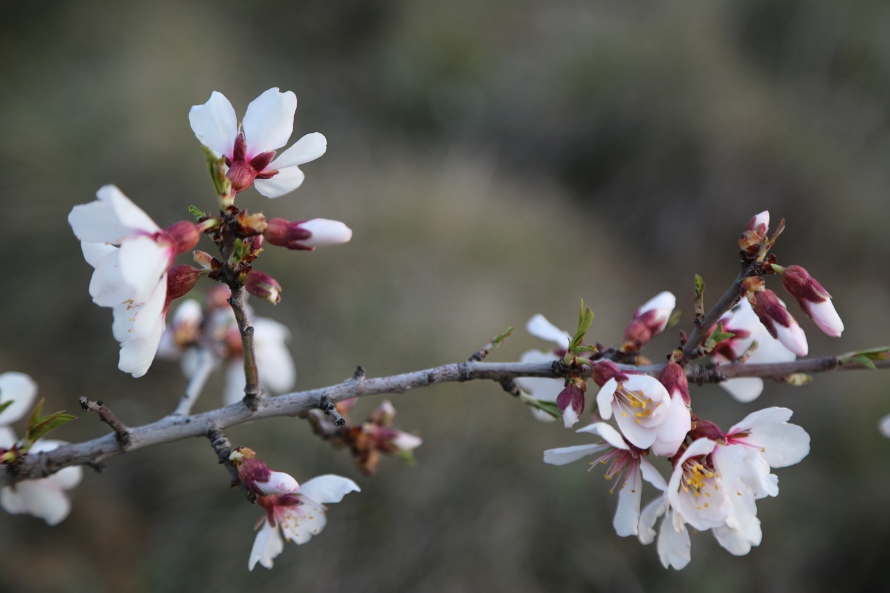 flower nature tree free photo