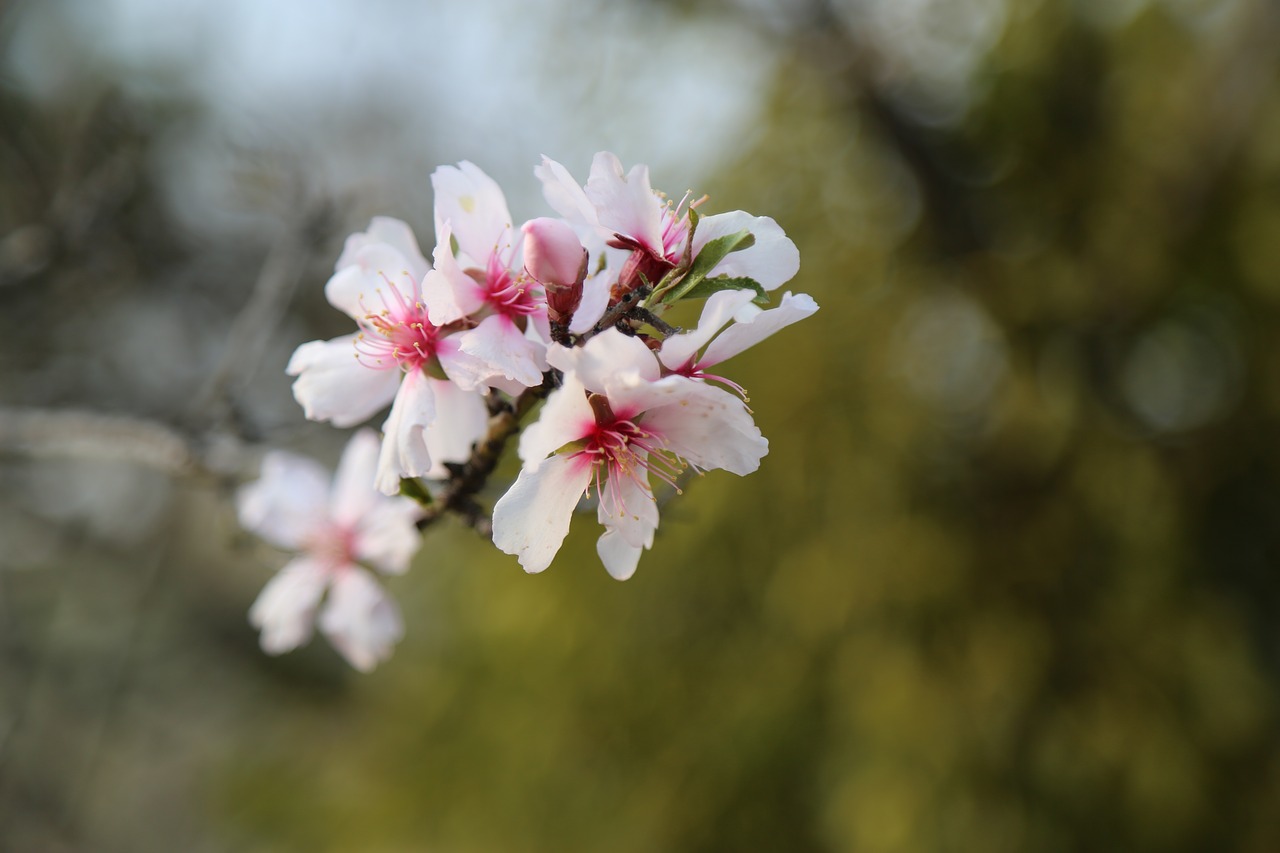 flower nature plant free photo