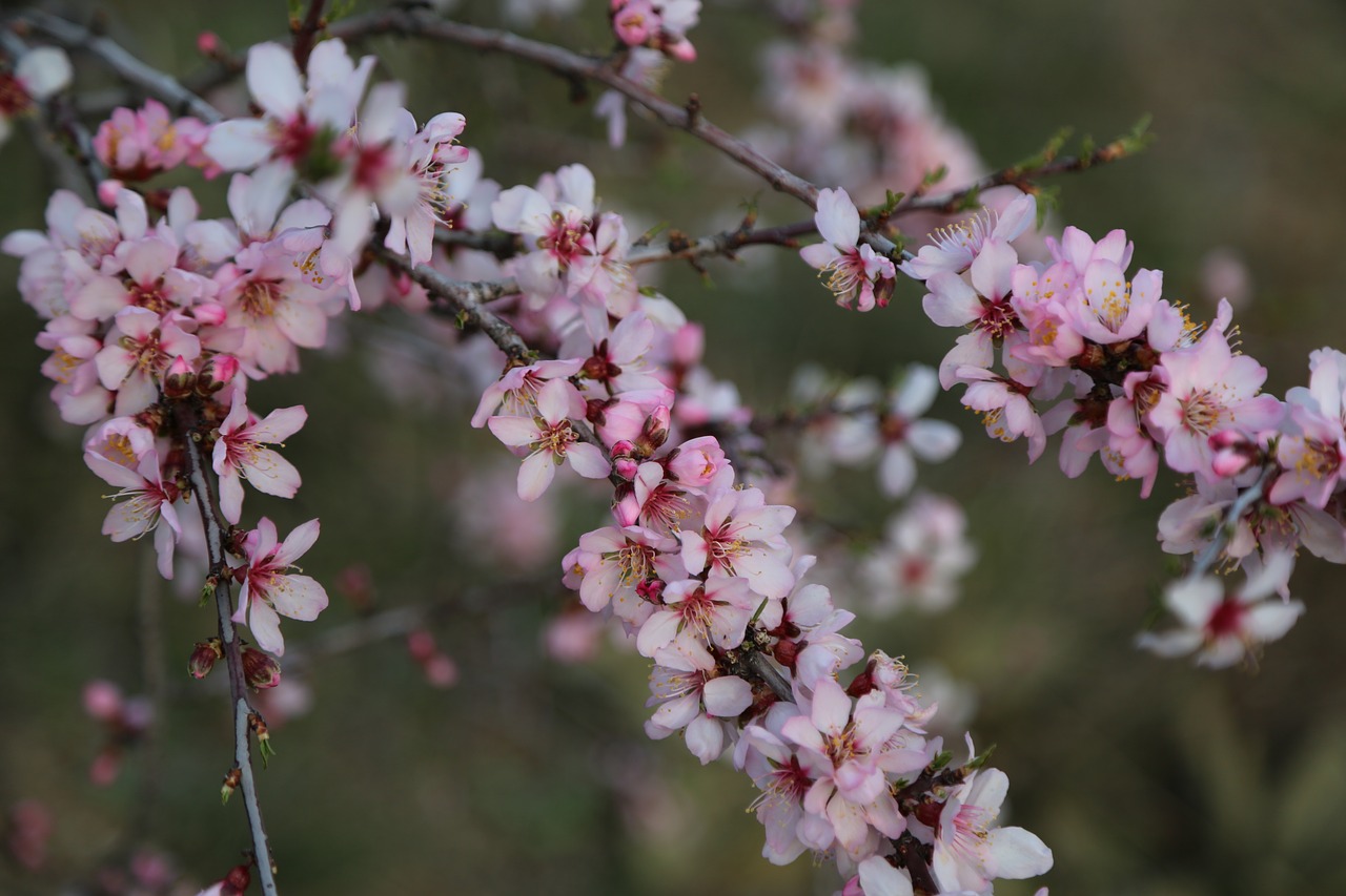 flower tree nature free photo