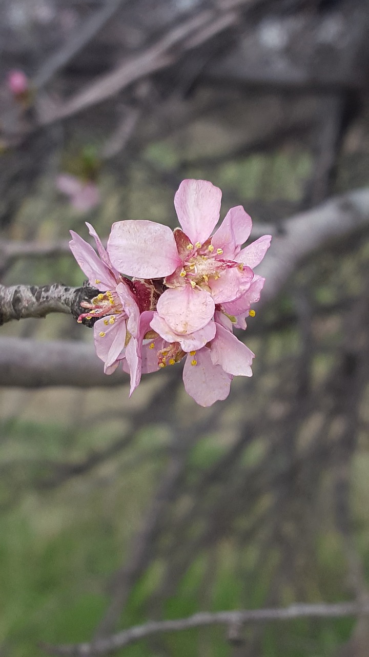 flower nature plant free photo