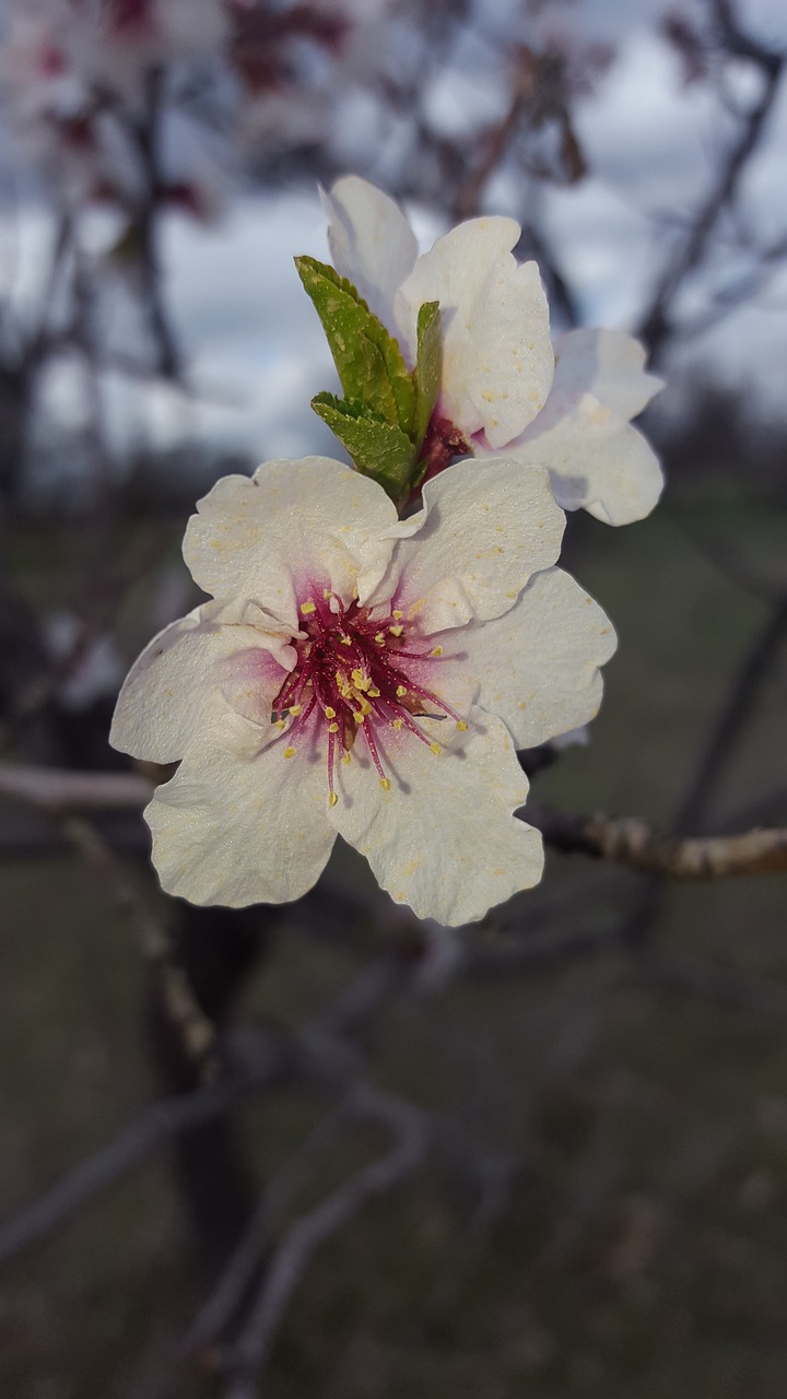 flower plant nature free photo