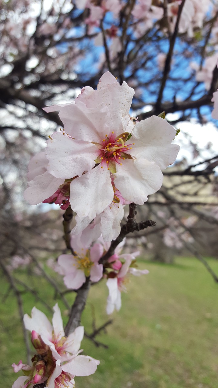 flower tree branch free photo