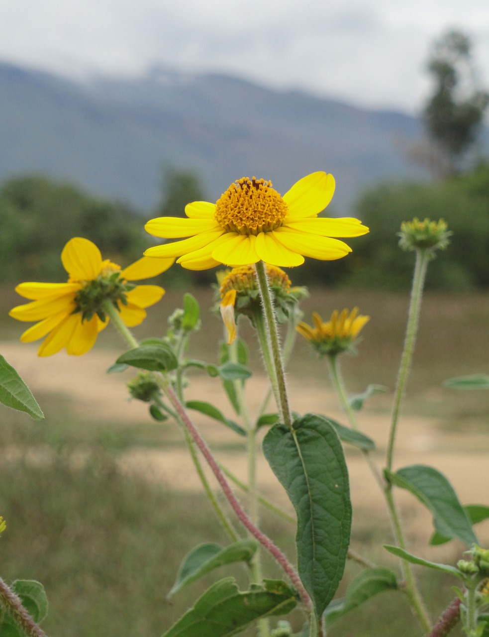 flower nature plant free photo