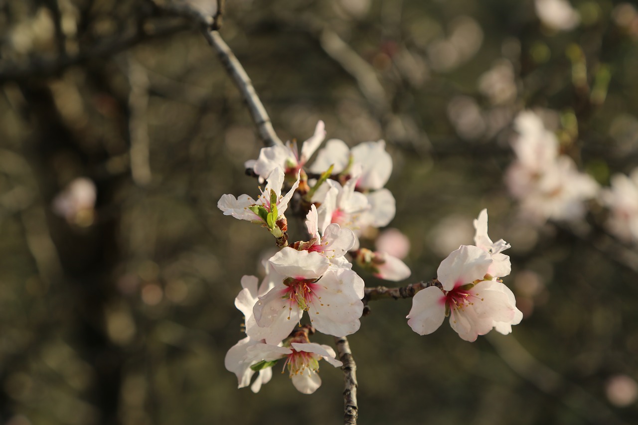 flower tree nature free photo