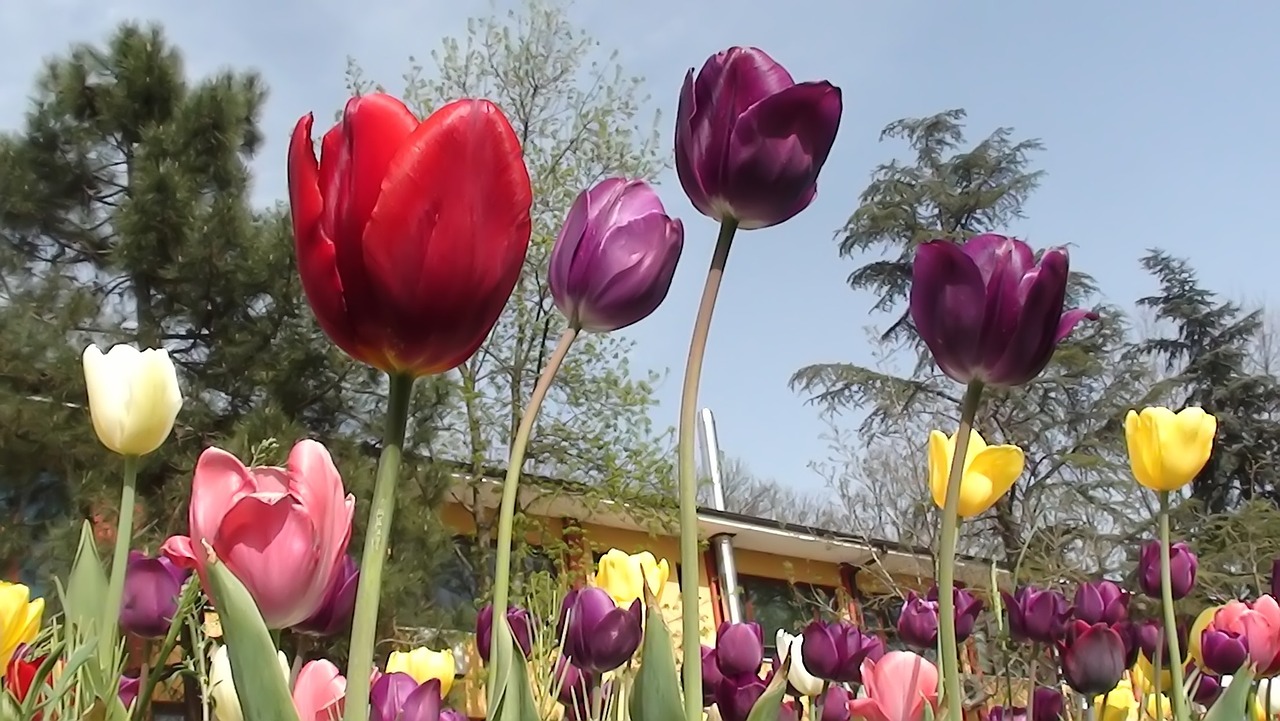 flower nature tulip free photo