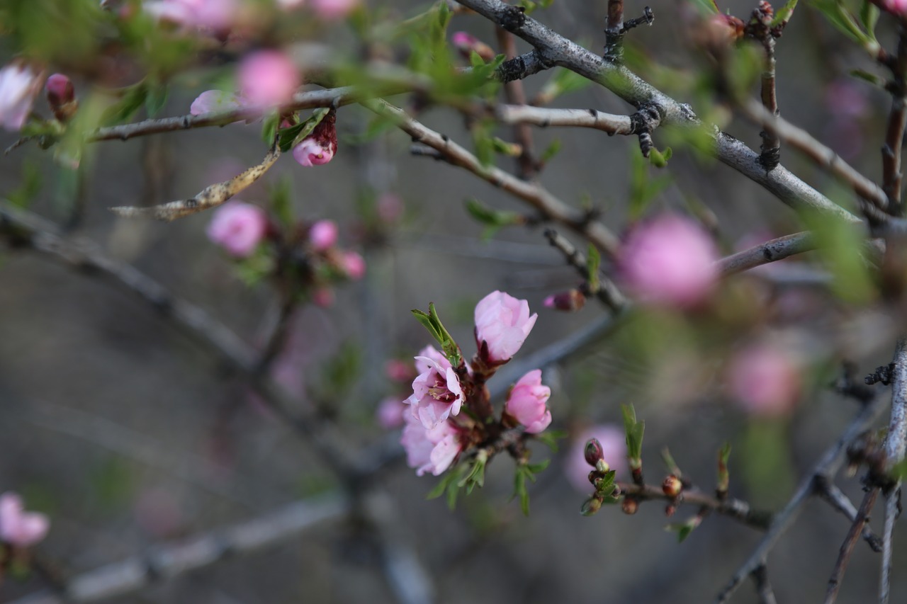 flower tree plant free photo