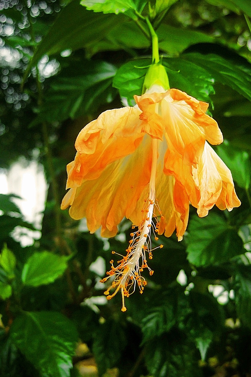 flower yellow orange free photo