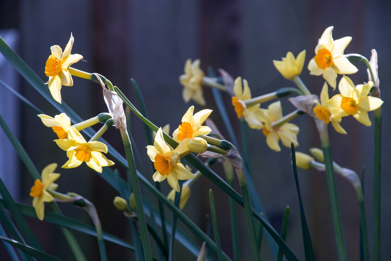 flower daffodil narcissus free photo