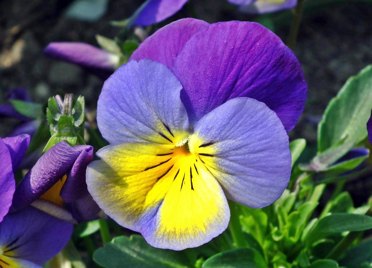 flower pansy colored free photo