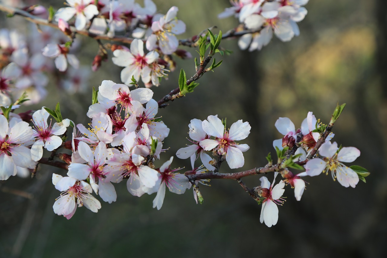 flower tree nature free photo