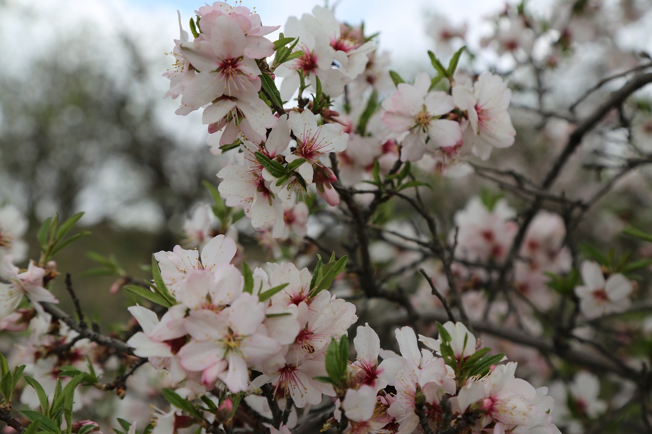 flower tree nature free photo