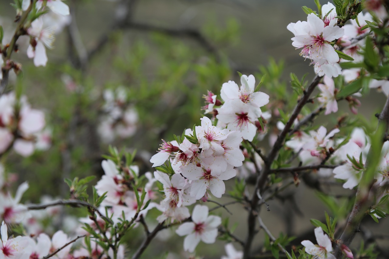 flower tree plant free photo