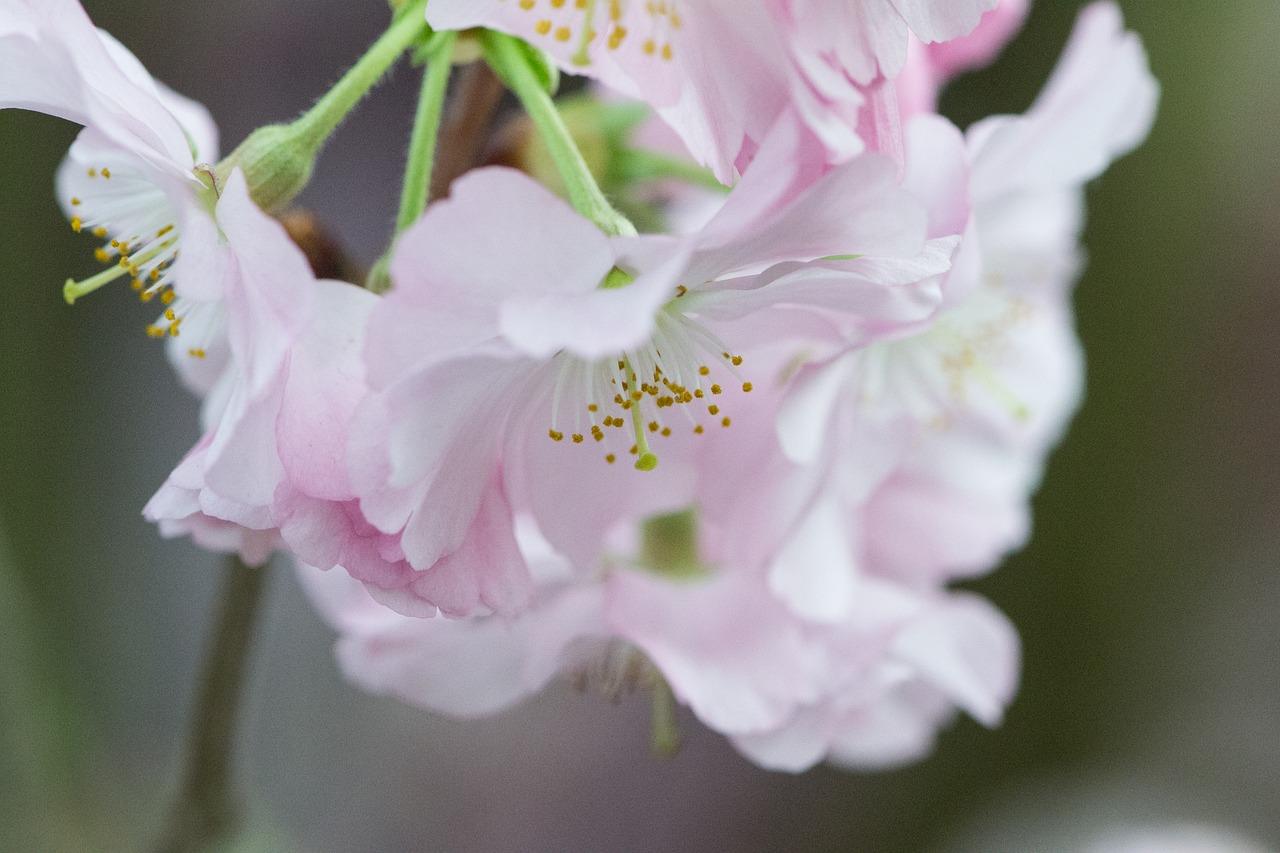 flower plant nature free photo