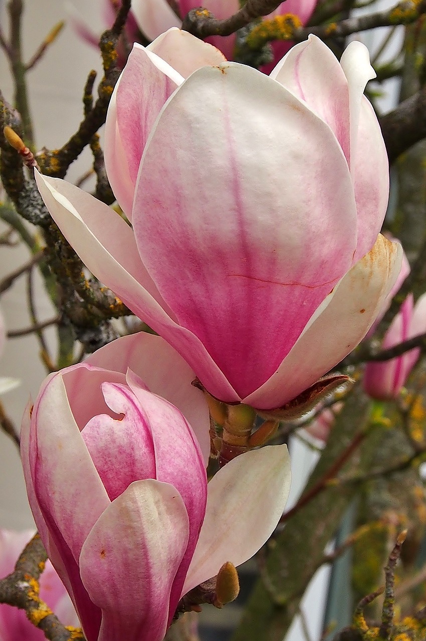 flower magnolia pink free photo