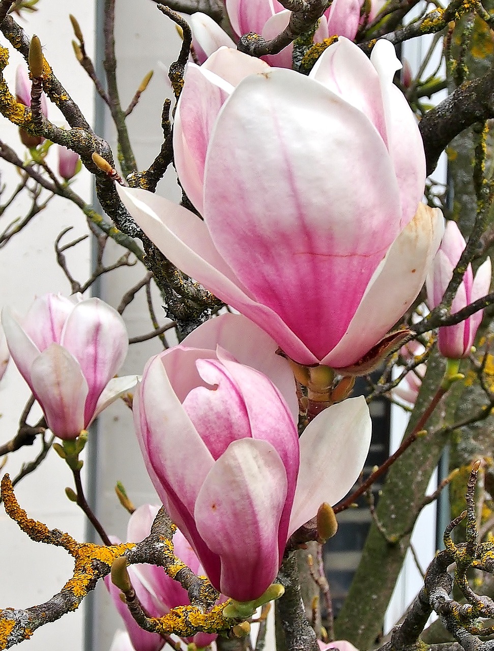 flower magnolia pink free photo