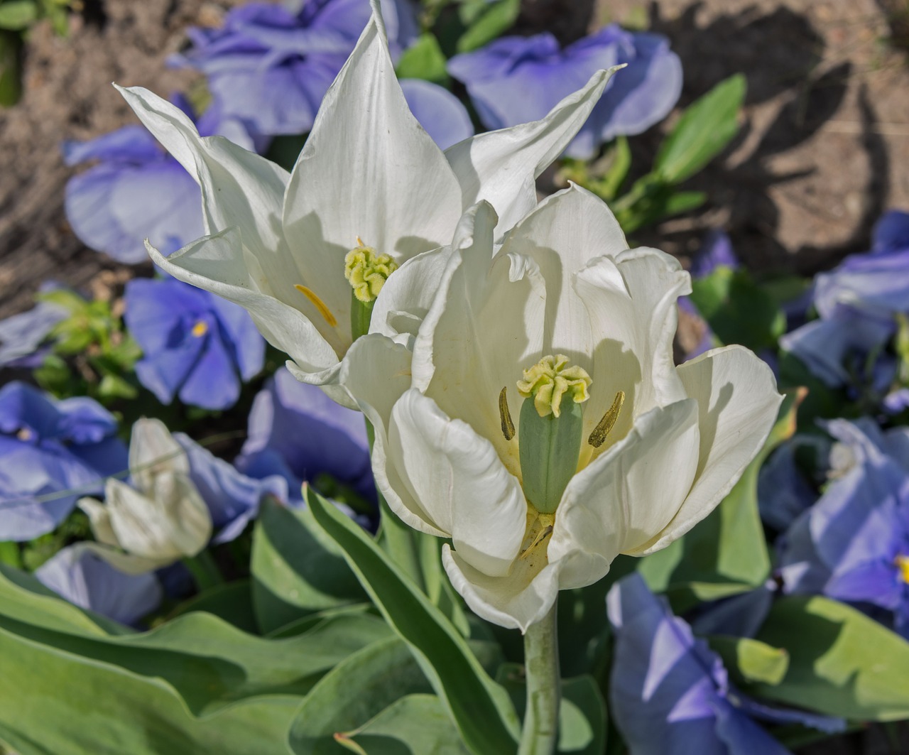 flower blossom bloom free photo