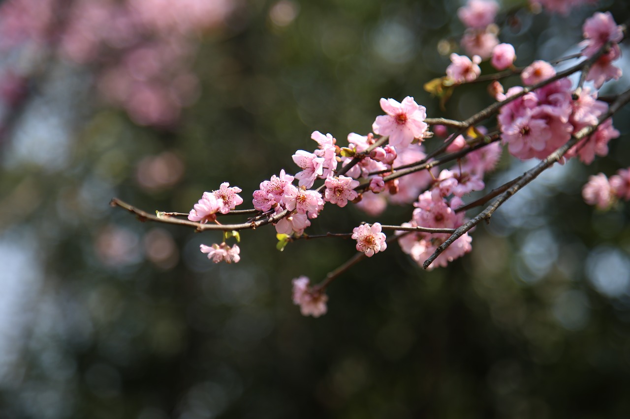 flower tree branch free photo